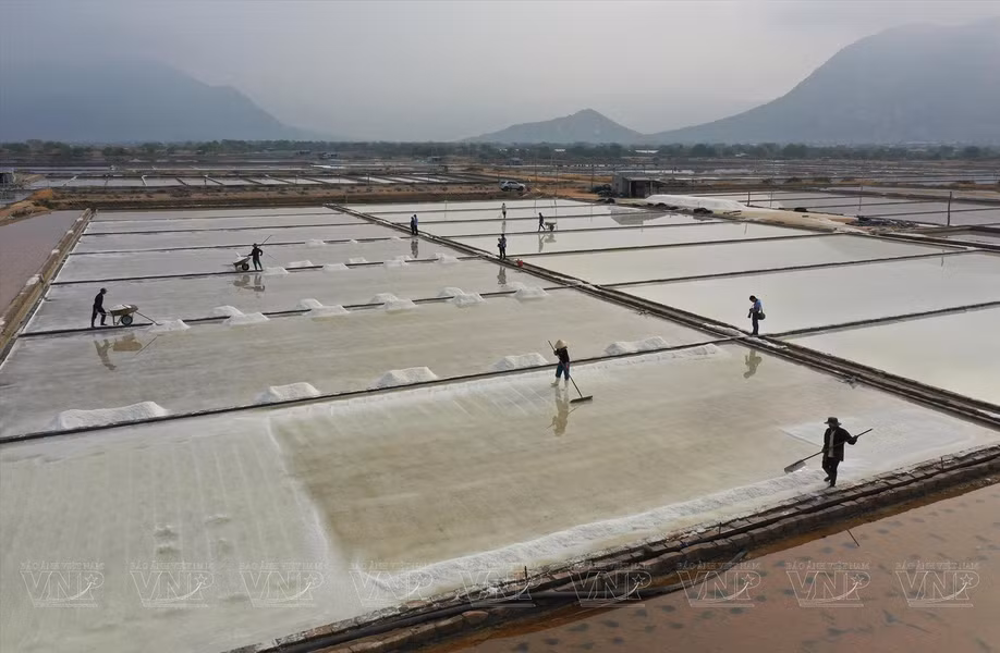 Productores de Ninh Thuan cultivan en los campos de sal en la comuna de Tri Hai.