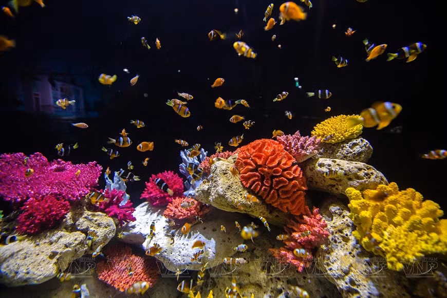 El diseño del lugar recrea el ecosistema bajo los arrecifes de coral, hogar de peces multicolores. El diseño del lugar recrea el ecosistema bajo los arrecifes de coral, hogar de peces multicolores.