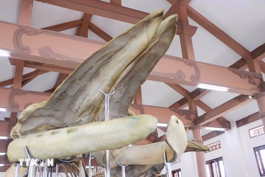Cráneo de una ballena.