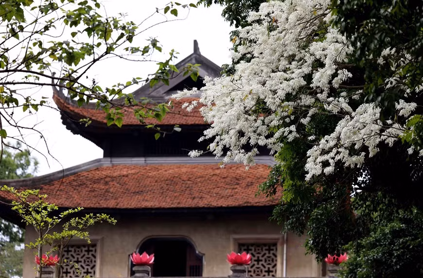 Las flores de Sua blanquean la calle de Phan Dinh Phung. Las flores de Sua blanquean la calle de Phan Dinh Phung.