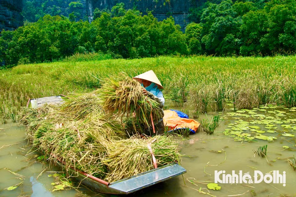 Los campos de arroz en Tam Coc se consideran uno de los más bellos de Vietnam. Los campos de arroz en Tam Coc se consideran uno de los más bellos de Vietnam.