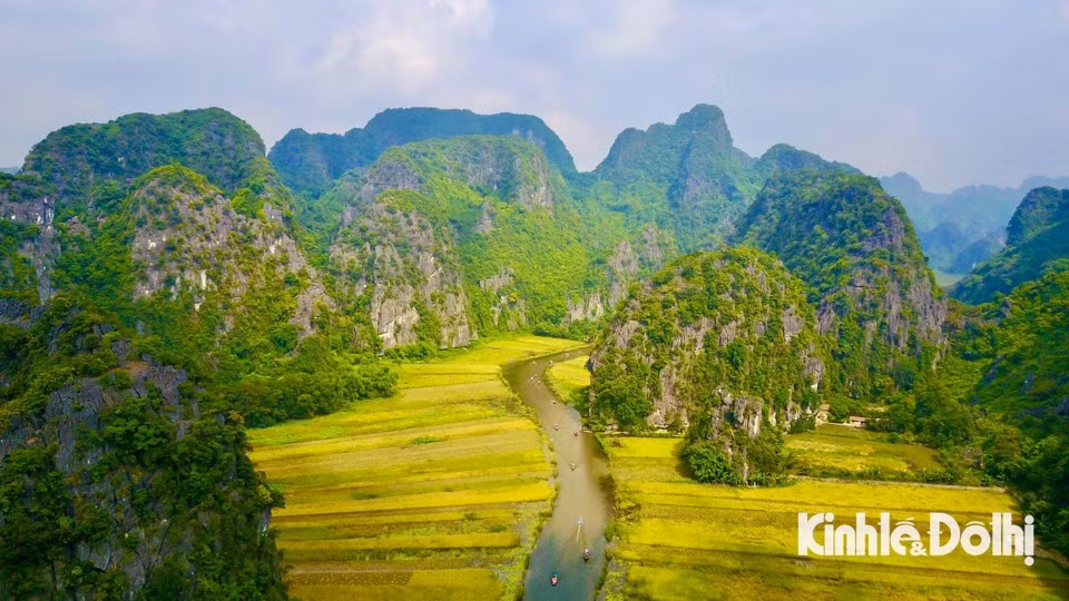 Tras los días de lluvia, comienza la temporada del arroz dorado en Ninh Binh. Tras los días de lluvia, comienza la temporada del arroz dorado en Ninh Binh.