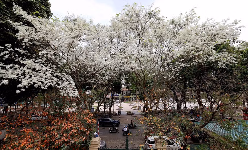 Los frágiles pétalos de las flores de Sua florecen juntos en un rincón blanco del cielo de la capital. Los frágiles pétalos de las flores de Sua florecen juntos en un rincón blanco del cielo de la capital.