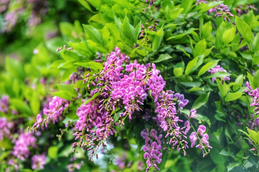 El árbol Than Mat con nombre científico Millettia nigrescens gagnep, tiene flores moradas. El color de las flores tiñe de purpura toda la península de Son Tra, por lo que cualquier visitante al llegar aquí se siente extasiado ante la singular belleza de esa flor.