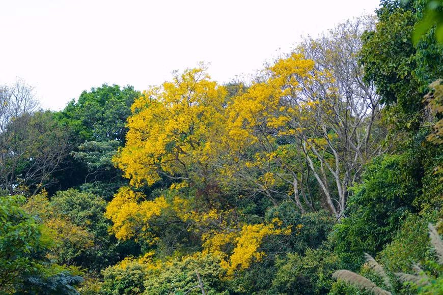 El área de la península de Son Tra, cerca del cabo de Tien Sa, alberga filas de flamboyán dorado hace muchos años y cada una cuenta con una altura promedio de 9-10 metros.