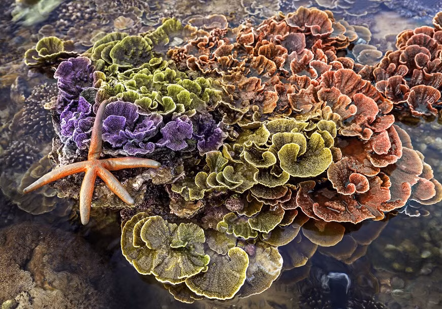 Colorido arrecife de coral Montipora.