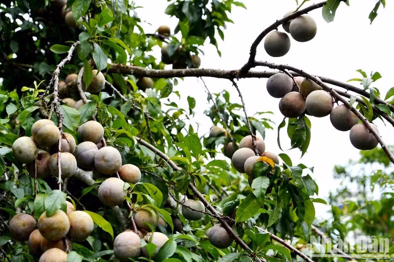 El ciruelo de Tam Hoa, una especialidad de Bac Ha.