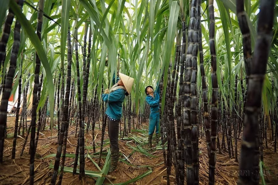 Agricultores del distrito de Cao Phong, provincia norteña de Hoa Binh, cosechan caña de azúcar en el período 2023-2024.