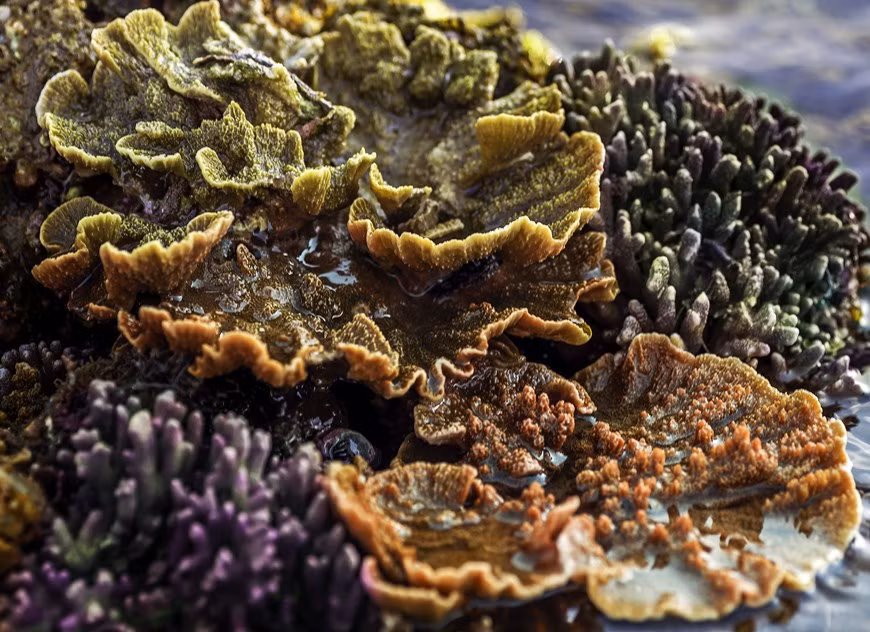 Arrecife de coral verde y amarrillo Montipora Capricornis.