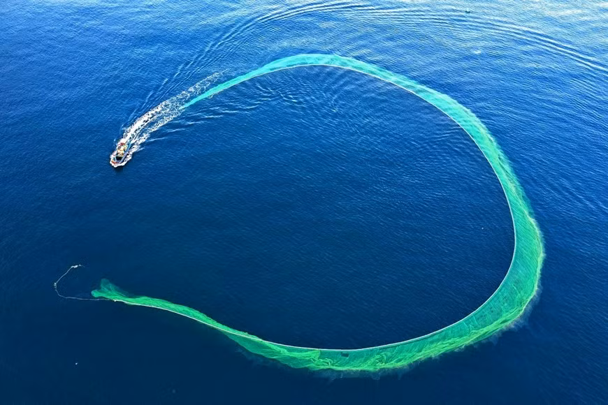 Pesca de anchoas. Pesca de anchoas.