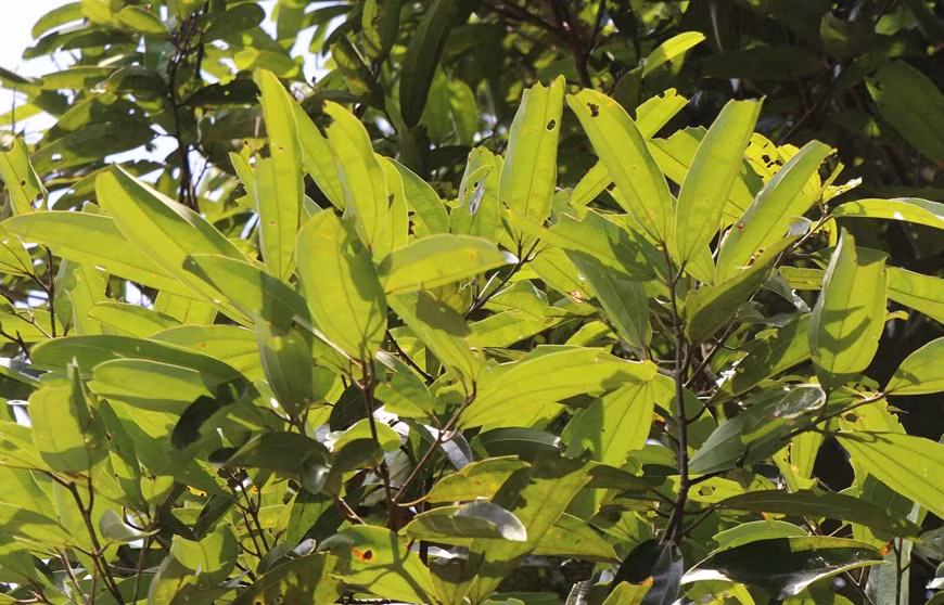 Las hojas de canela tienen muchas propiedades medicinales.