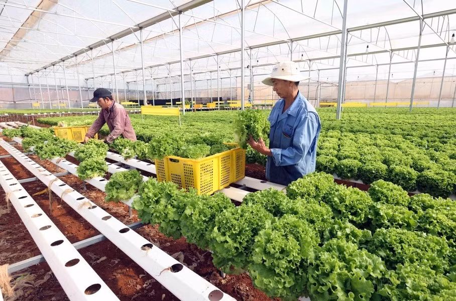 El movimiento de emulación en las actividades de producción y negocios y apoyo mutuo para enriquecerse y reducir la pobreza de manera sostenible entre las asociaciones de agricultores de la provincia altiplana de Lam Dong ha conseguido numerosos cambios positivos.