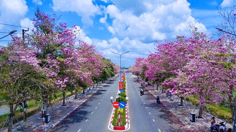 El camino de florecientes guayacanes rosados en Chau Thanh.