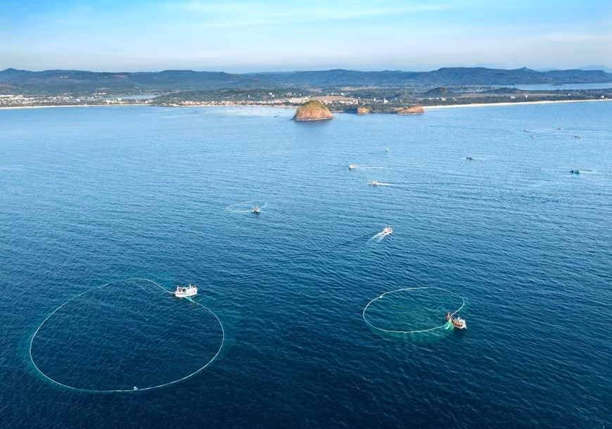 Las anchoas son abundantes en aguas vietnamitas, especialmente en verano, de mayo a agosto. Las anchoas son abundantes en aguas vietnamitas, especialmente en verano, de mayo a agosto.