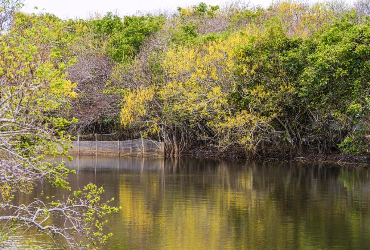 Al cambiar de color, el follaje del árbol ‘cha’ caerá rápido e incluso un montón si hay fuerte lluvia o racha de viento. Por lo tanto, en esta temporada los turistas se apresuran para contemplar paisajes que aparecen una vez al año.