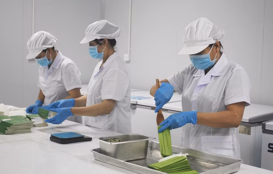 Los trabajadores producen té de loto en la empresa de producción, exportación e importación y comercio de servicios de Hali (Ninh Binh). Los trabajadores producen té de loto en la empresa de producción, exportación e importación y comercio de servicios de Hali (Ninh Binh).