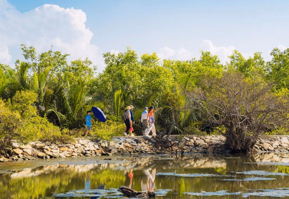 Quienes prefieren caminar pueden andar bordeando veredas de cemento para observar de cerca las raigambres típicas de ‘cha’, nombre coloquial del mangle ‘Excoecaria agallocha’, que ocupa más del 80 por ciento de la vegetación local.