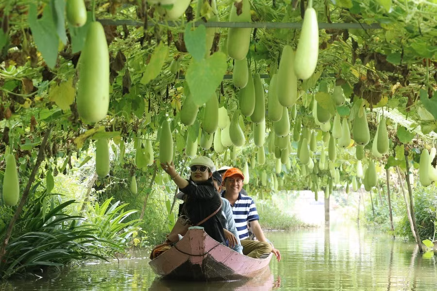 Turistas realizan un viaje en barco por el área de cultivo de calabazas de la zona turística de Tran Ba Chuot, distrito de Lai Vung, provincia sureña de Dong Thap.