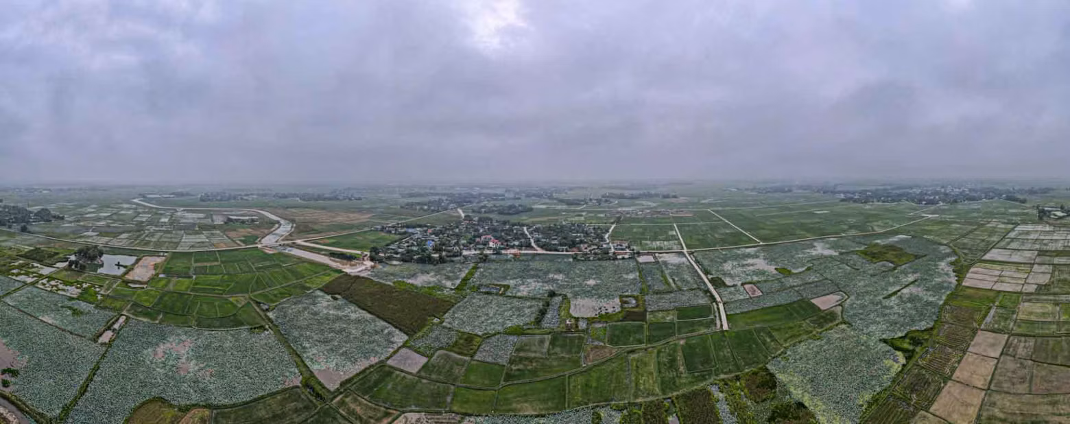 El estanque de Thanh Chau, en el distrito de Thach Ha, se extiende sobre siete hectáreas. En los primeros días del mayo lunar, los campesinos recolectan cabezas de semillas de loto.