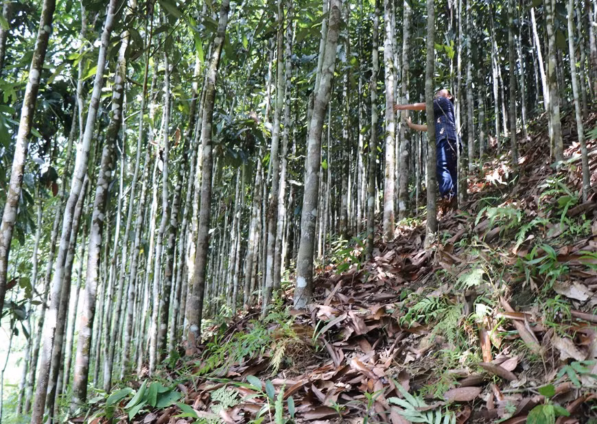 El distrito de Tra Bong cuenta actualmente con cinco mil 200 hectáreas de cultivo de canela, con un rendimiento anual de entre mil 600 y dos mil toneladas.
