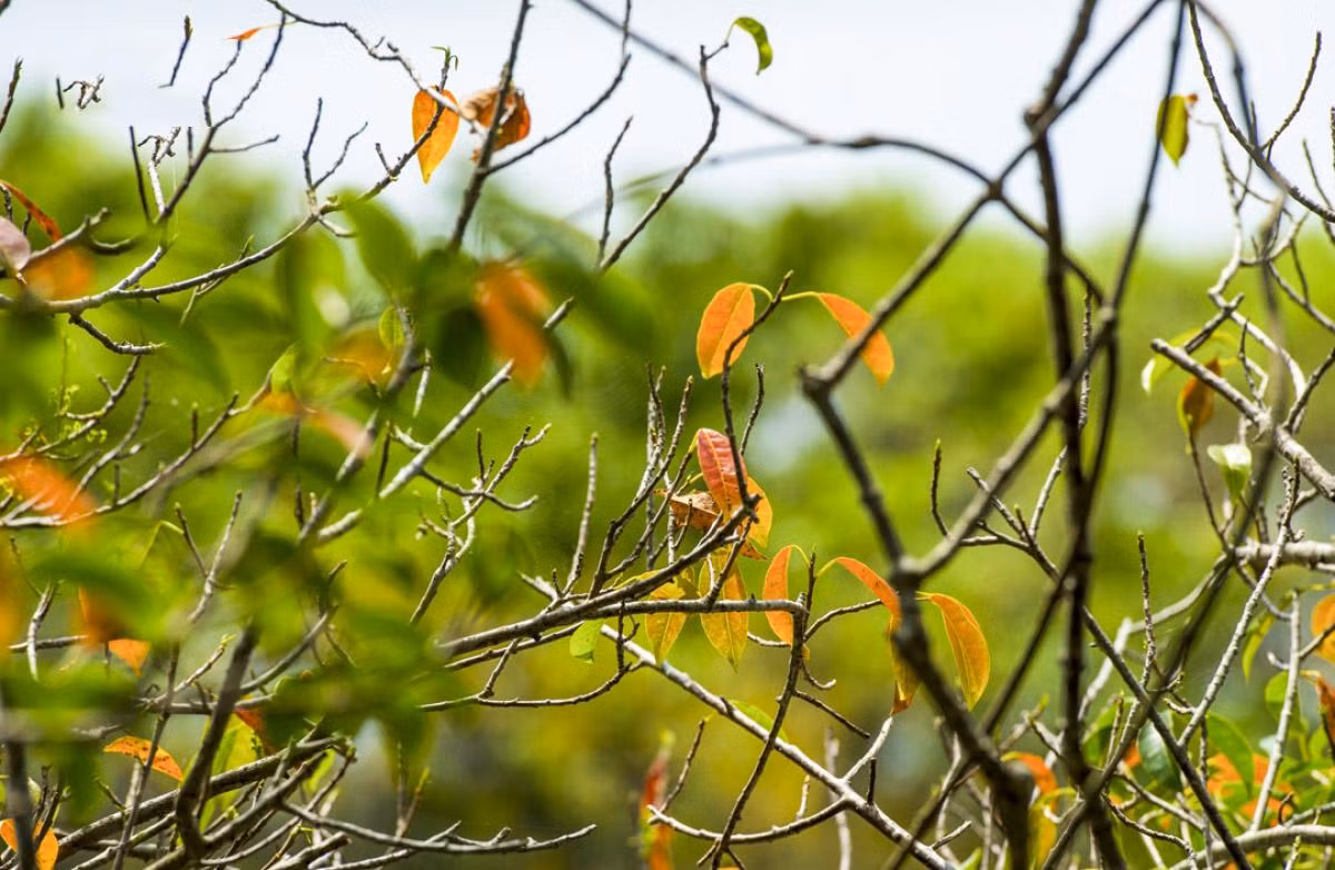 Este año, la ciudad de Hue organiza un concurso fotográfico sobre Ru Cha con la aspiración de dar a conocer este destino a gente de todo el país. Las obras participantes deben describir la naturaleza o la vida diaria de los lugareños.