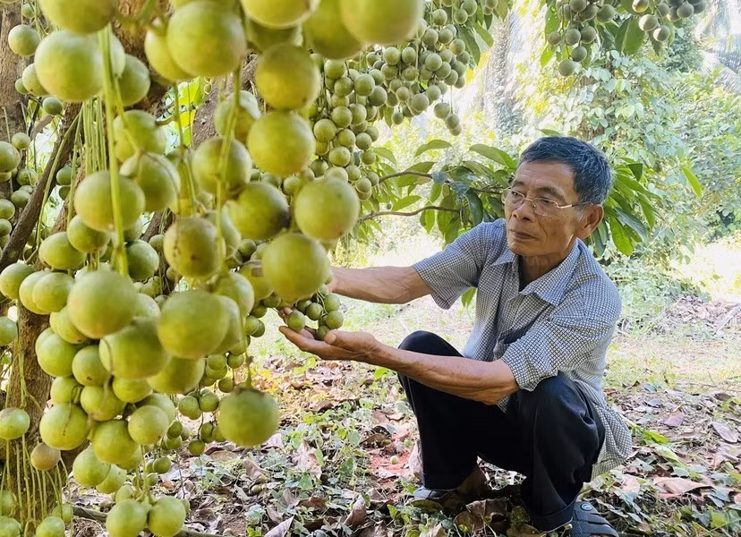 Dang Van Cap, oriundo de la comuna de An Tuong Dong, distrito de Hoai An, provincia central de Binh Dinh, se convirtió en un agricultor multimillonario, gracias al modelo de cultivo intercalado de árboles frutales en una superficie de 12 hectáreas.