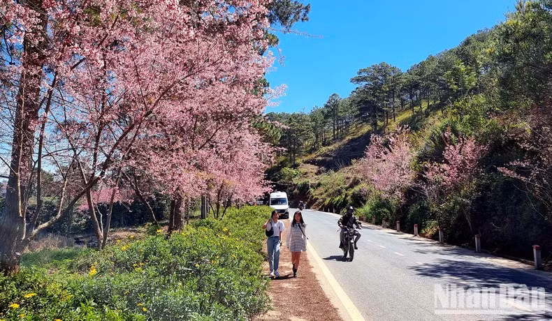 Desde las calles de Tran Hung Dao y Hung Vuong hasta la comuna de Xuan Tho impera el color rosa purpúreo de los florecientes árboles de “Mai anh dao”. Desde las calles de Tran Hung Dao y Hung Vuong hasta la comuna de Xuan Tho impera el color rosa purpúreo de los florecientes árboles de “Mai anh dao”.