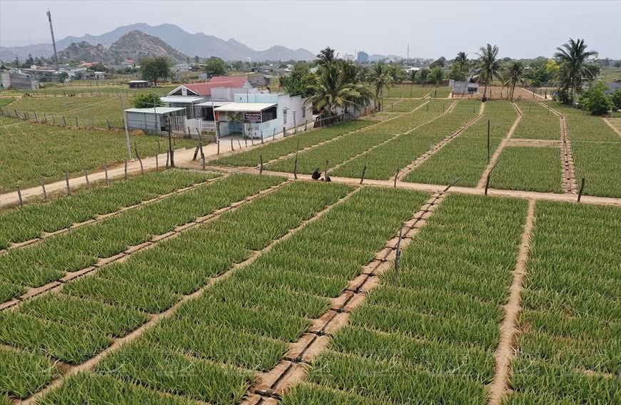 Vista panorámica de la zona de cultivo de aloe vera en Ninh Thuan.