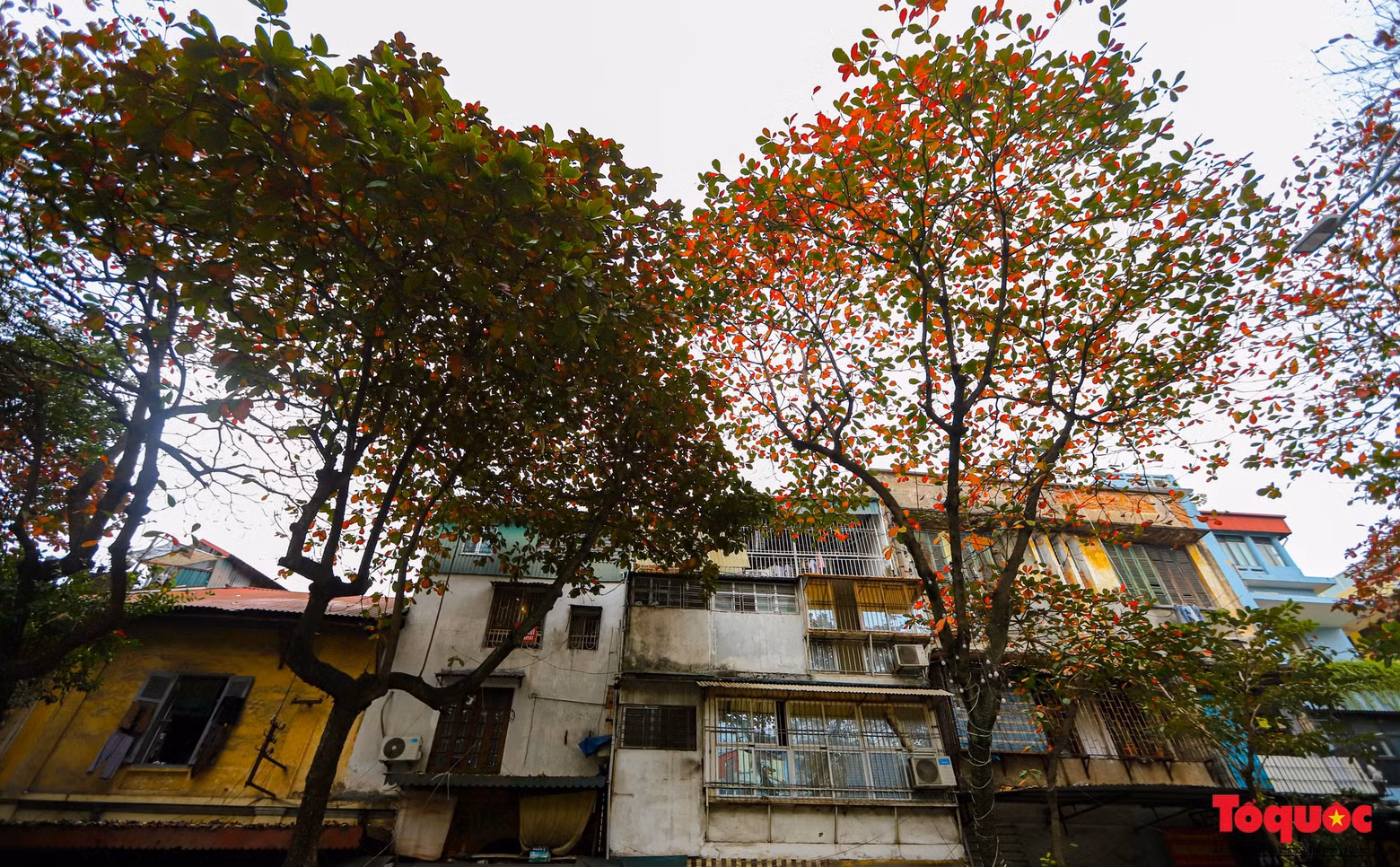 En el casco antiguo las mayores concentraciones de almendros se localizan en las calles Cua Nam, Hang Bong, Phung Hung, Hang Chieu, Hang Ma, Trang Thi y Nguyen Thai Hoc.