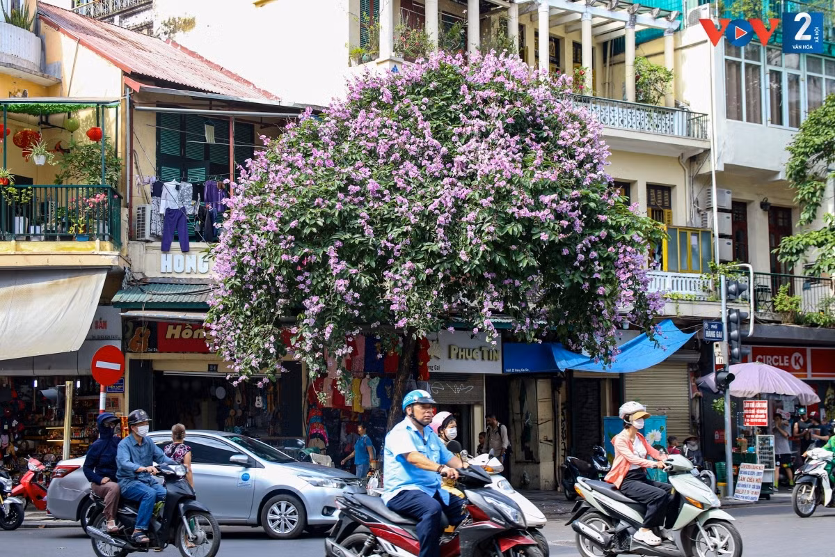 Un árbol de Lagerstroemia speciosa en la esquina de una pequeña casa en el casco antiguo de Hanói.