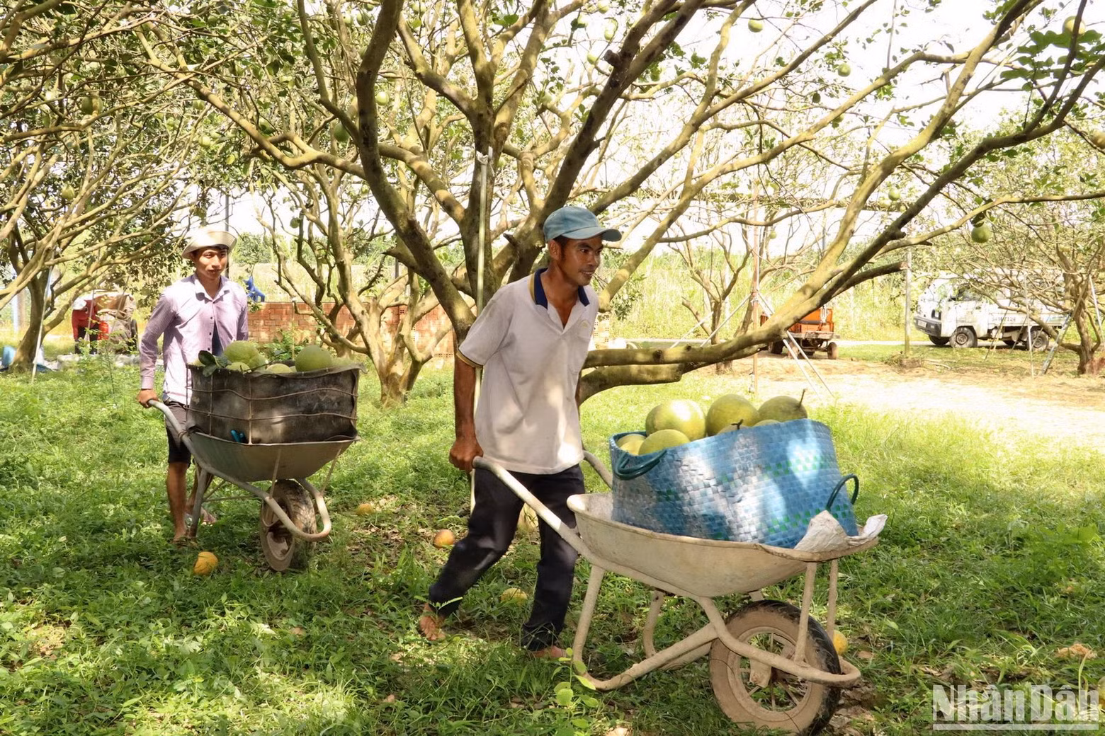 Una parcela del fruto en la aldea de Tan Trieu. Una parcela del fruto en la aldea de Tan Trieu.