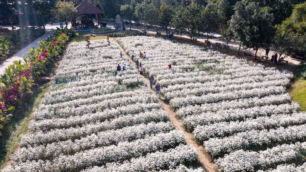 El jardín de margaritas blancas en el área ecoturística de Thung Nham, distrito de Hoa Lu, provincia de Ninh Binh, atrae a un gran número de turistas para tomar fotografías.