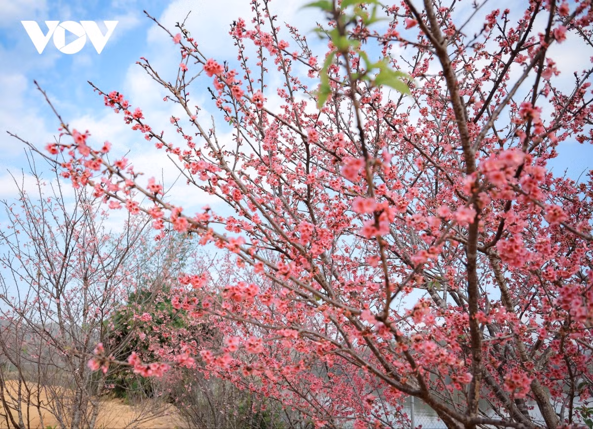 El festival de flores de cerezos de Dien Bien Phu se celebró por primera vez en 2018.
