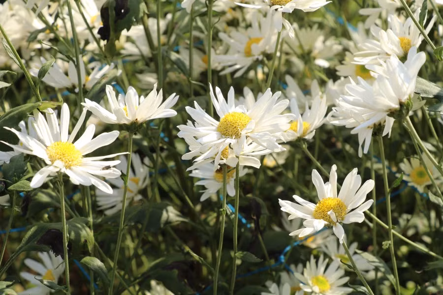Los suaves pétalos blancos de las margaritas crean una belleza pura y elegante.