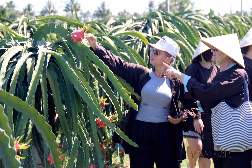 El primer modelo de turismo comunitario asociado con la producción de pitahaya de Binh Thuan atrae a múltiples visitantes nacionales y extranjeros. El primer modelo de turismo comunitario asociado con la producción de pitahaya de Binh Thuan atrae a múltiples visitantes nacionales y extranjeros.