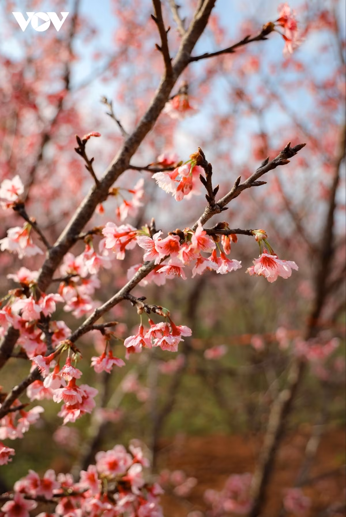Las flores de cerezo son de color blanco rosado y no tienen fragancia. Crecen en racimos con tallos que irradian desde un punto central.
