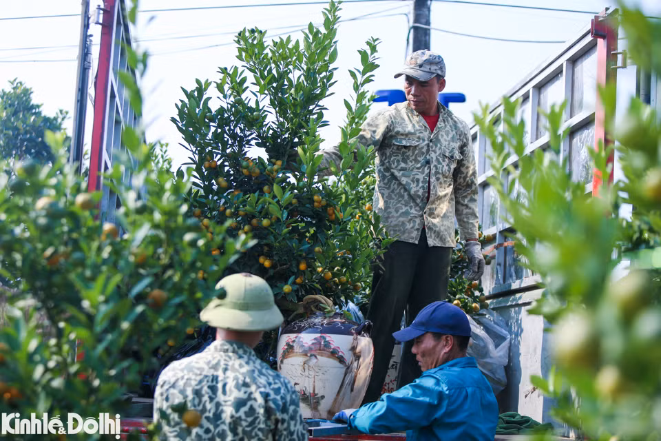 El clima favorable propicia que los kumquats tengan frutos uniformes, hermosos y brillantes.