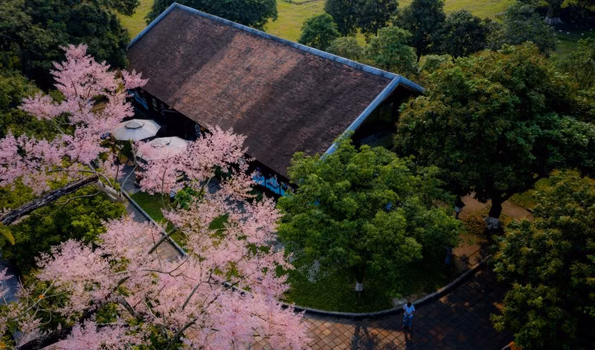 En la Ciudadela Imperial de Hue, los visitantes contemplar ver estas plantas en el patio de palacios Thai Hoa, Ta Vu y Huu Vu o en el área de Cua Ngan…