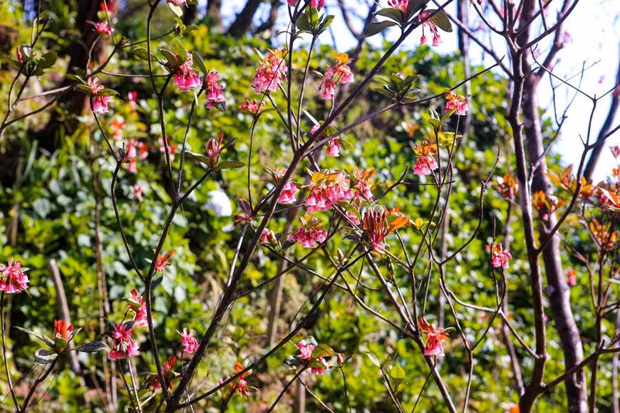 Las flores poseen la forma de campana con los colores de blanco y rosa Las flores poseen la forma de campana con los colores de blanco y rosa