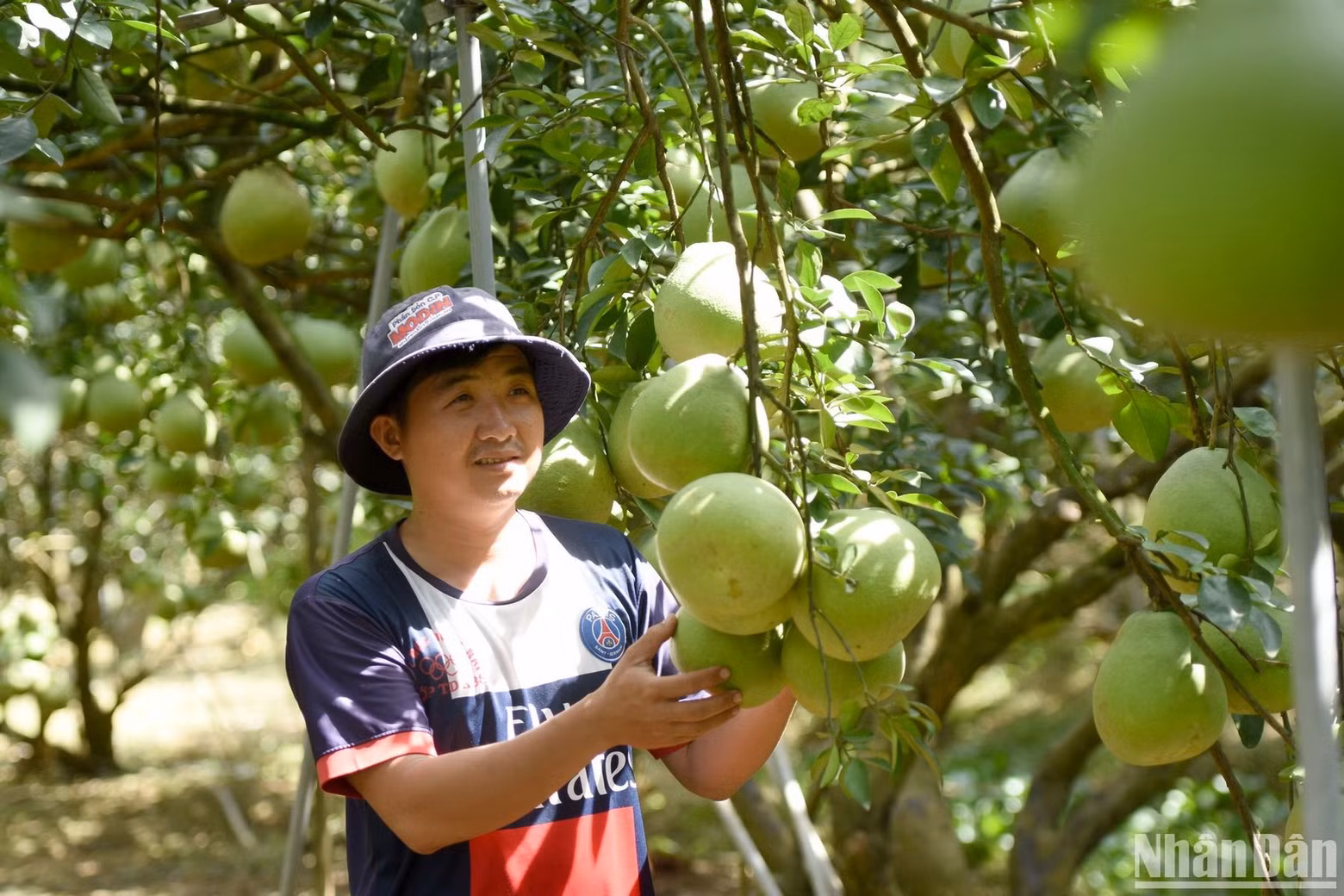 Nguyen Van Khoa, propietario de un jardín de pomelos de más de dos mil metros cuadrados en la aldea de Vinh Hiep, comuna de Tan Binh, distrito de Vinh Cuu, dijo que venderá sus pomelos dentro de unos 10 días. Nguyen Van Khoa, propietario de un jardín de pomelos de más de dos mil metros cuadrados en la aldea de Vinh Hiep, comuna de Tan Binh, distrito de Vinh Cuu, dijo que venderá sus pomelos dentro de unos 10 días.