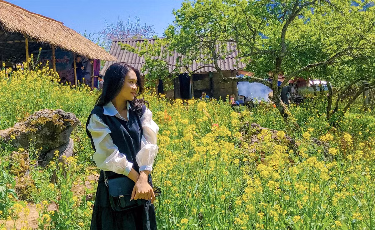 Además de los ciruelos, los turistas pueden admirar el color amarillo brillante de las flores de mostaza (Foto: Hien Trang).