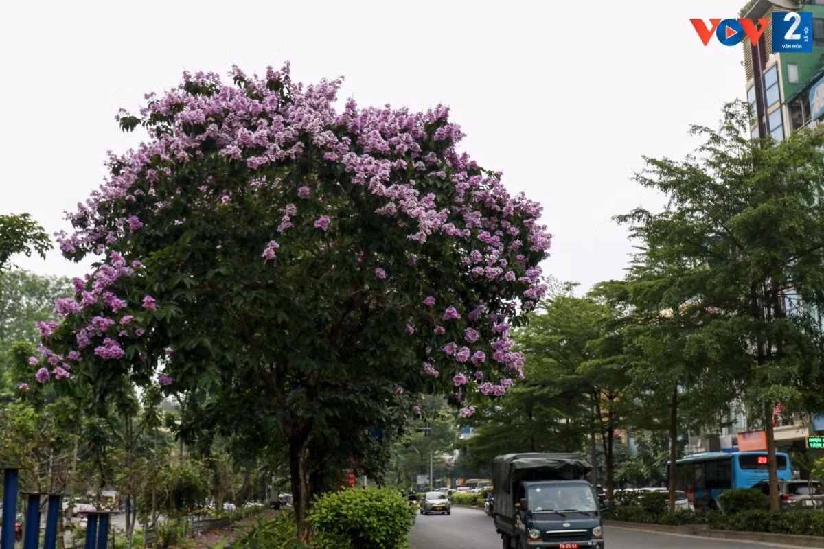 El color púrpura se extiende por muchas calles de Hanói, creando una imagen vívida.