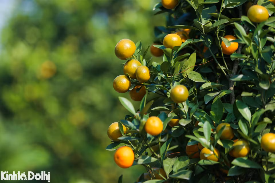 Gracias al buen tiempo, las plantas de kumquat son más hermosas.