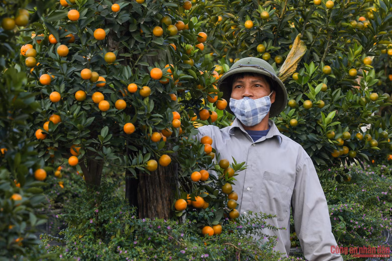 Para llevar al mercado de Tet hermosos kumquats en macetas, los jardineros se han esforzado por cuidarlos durante todo un año. Especialmente los melocotoneros requieren una mayor atención.