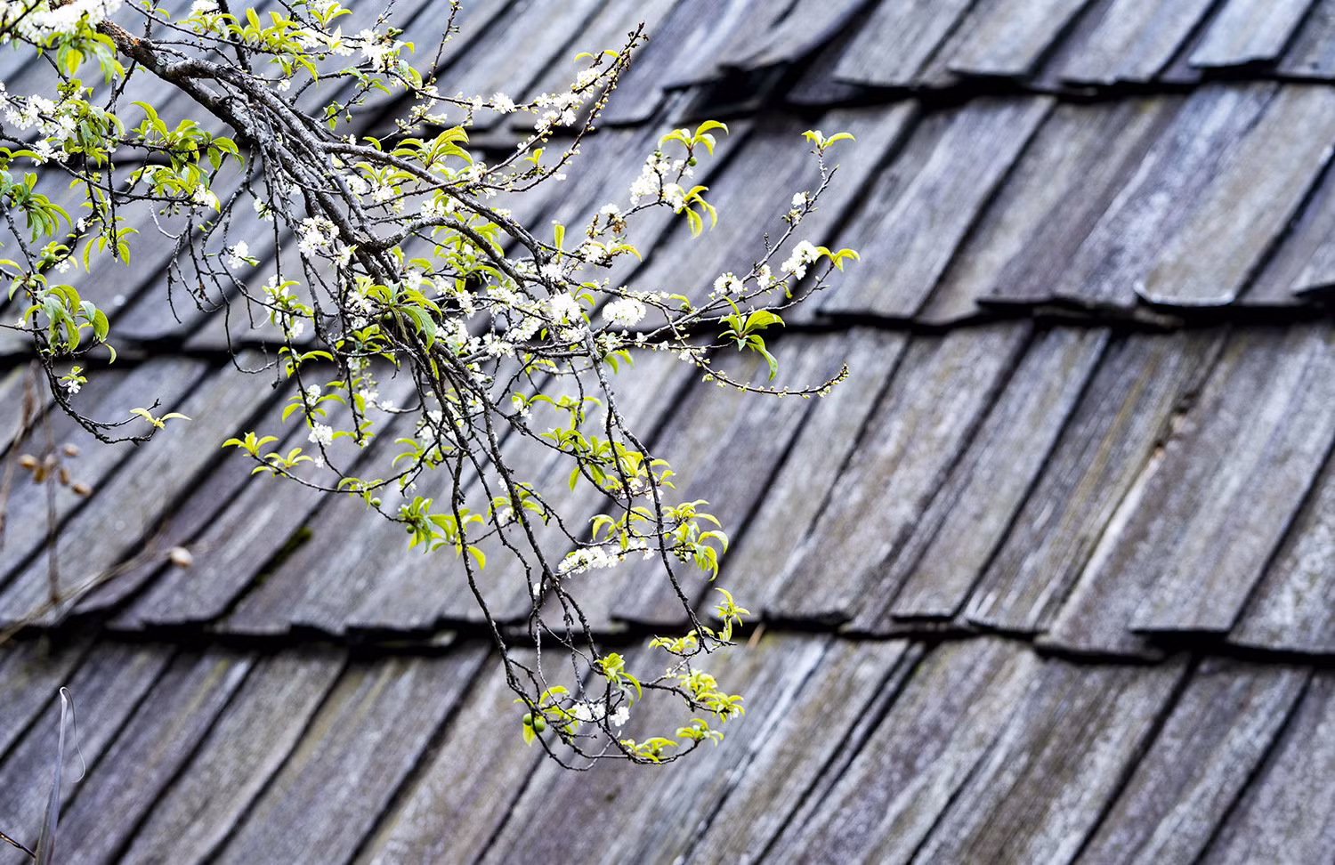 Flores de ciruelo brotan en el techo de madera del pueblo Mong (Foto: TT)