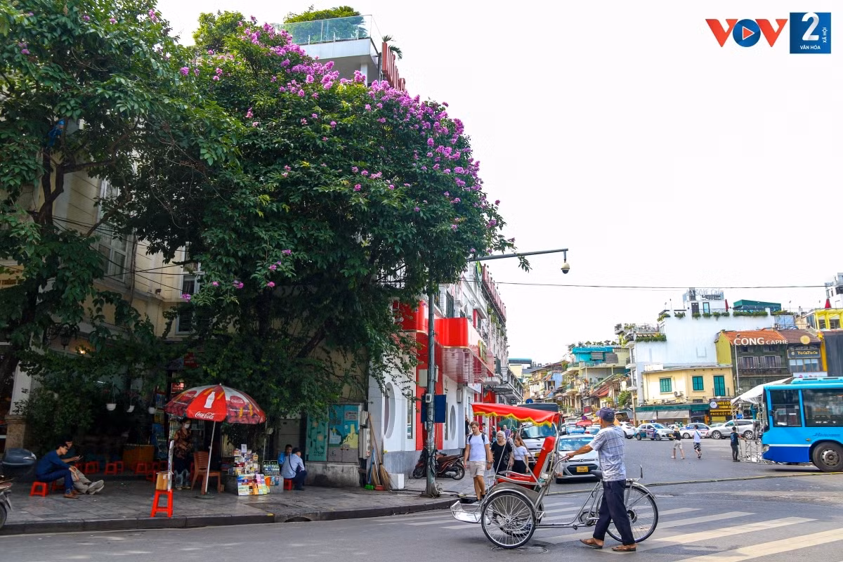 El color púrpura de las flores crea una sensación de paz en medio del bullicio urbano.