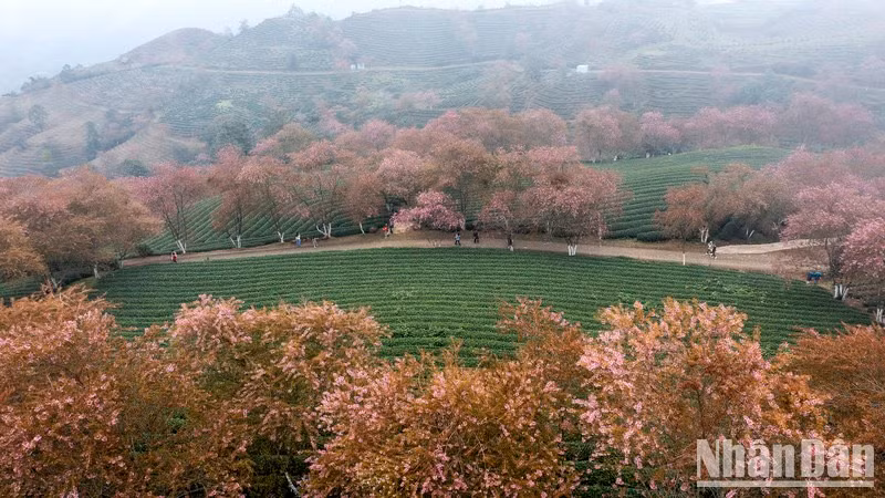 Lo más impresionante de este destino es la larga hilera de cerezos plantados a lo largo del camino alrededor de la colina del té, lo cual crea una imagen natural colorida.