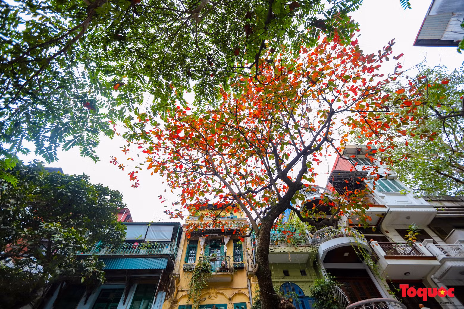 Los almendros de hoja roja salpican las antiguas calles de Hanoi.