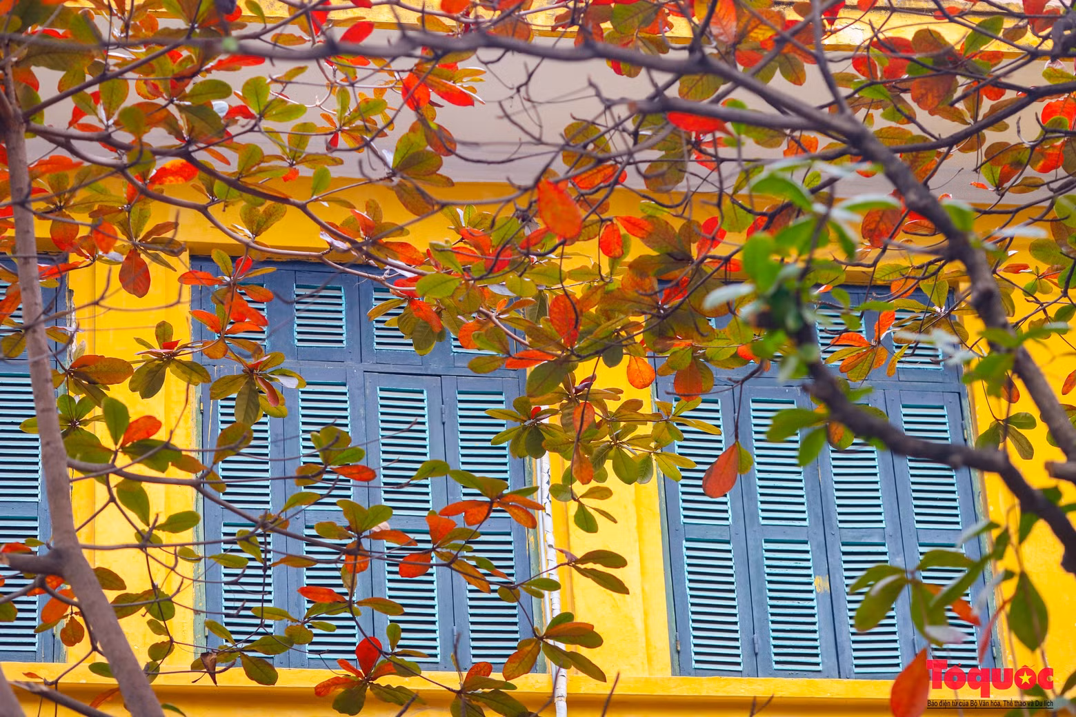 La época de cambio de hojas de los almendros es a finales de diciembre y principios de enero. Es señal de que el frío invierno toca a su fin y se acerca el Año Nuevo Lunar, cuando llegará la primavera y los árboles volverán a brotar.