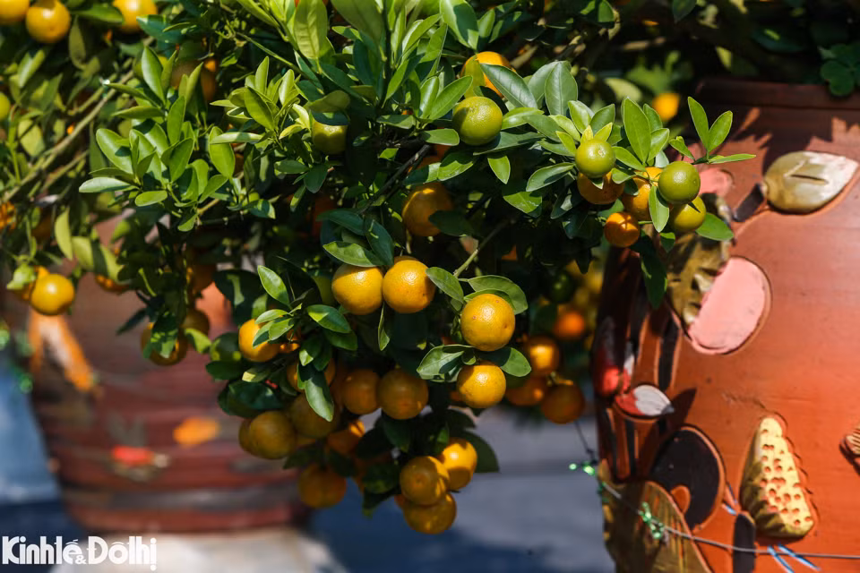 Según Quynh Trang, dueña de un jardín, una planta de kumquat se vende de 60 a más de 200 dólares.